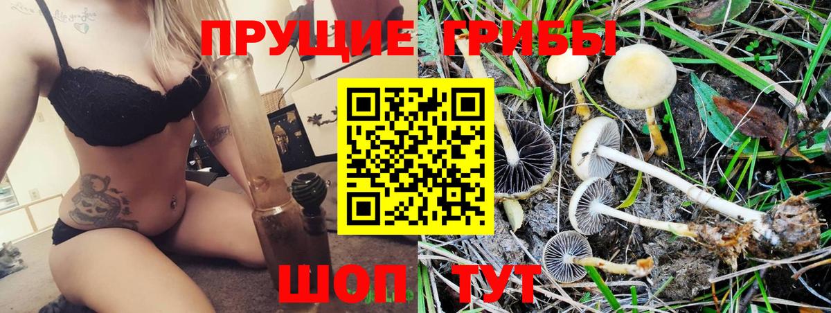 Саянск  Галлюциногенные грибы Psilocybe  Вход с VPN 